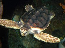 caretta caretta