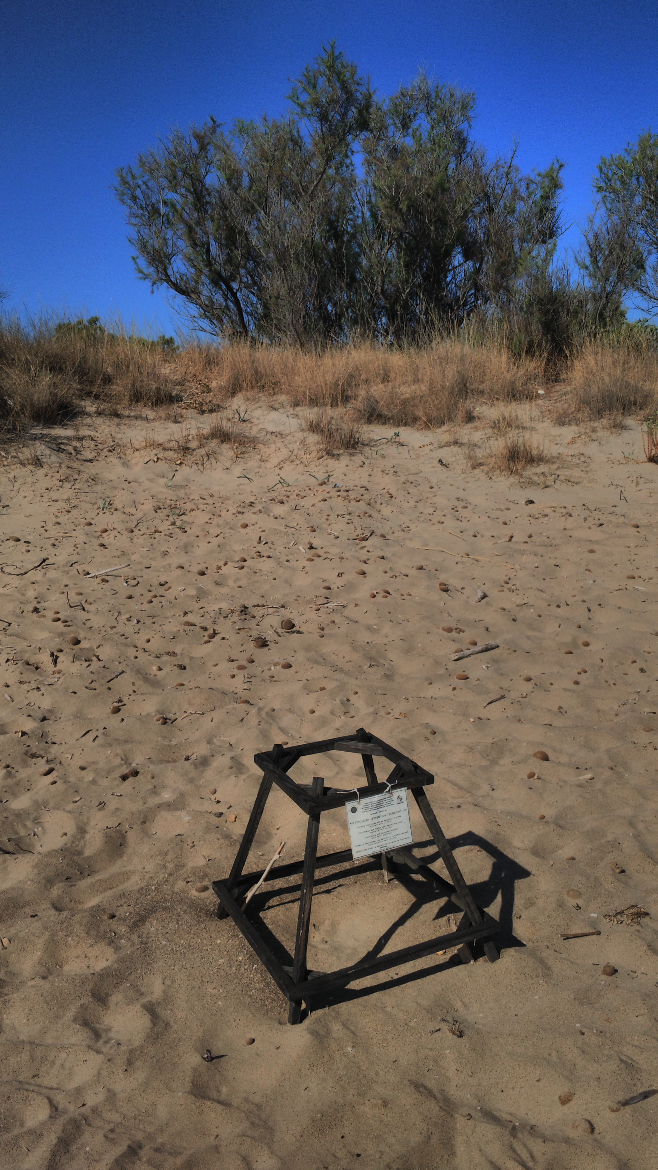 turtle nesting site